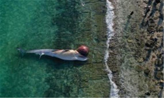پدیدار شدن دومین لاشه نهنگ در آب های ساحلی کیش