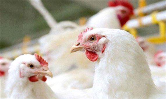 کاهش التهاب بازار مرغ در گیلان /توزیع روزانه 320 تن مرغ