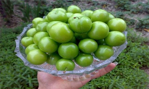پیش‌بینی برداشت بالغ بر 17 هزار تن گوجه سبز در گیلان