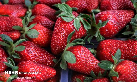برداشت سالانه بیش از 1400 تن توت فرنگی در گیلان