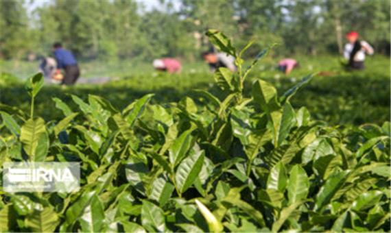 خرید تضمینی برگ سبز چای با 135 هزار تن به پایان رسید