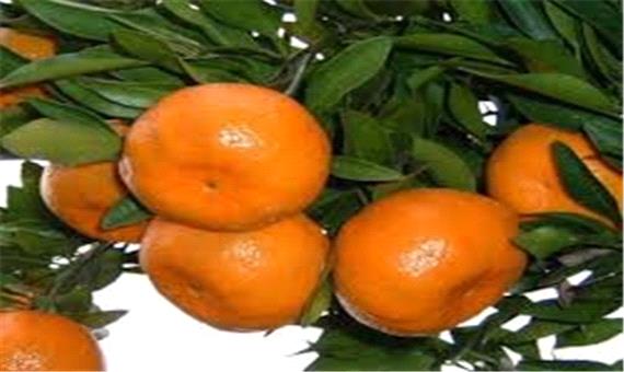 آغاز برداشت انواع نارنگی از باغ‌های مرکبات گیلان