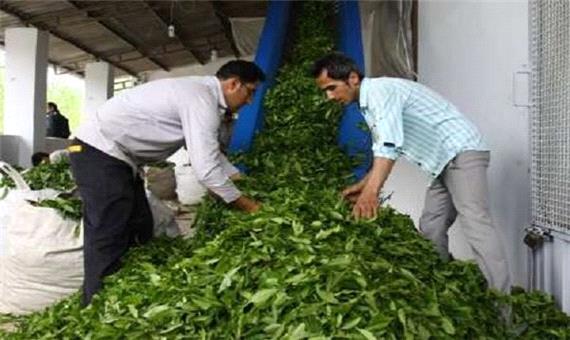 پرداخت تسهیلات 600 میلیون تومانی به کارخانجات چای