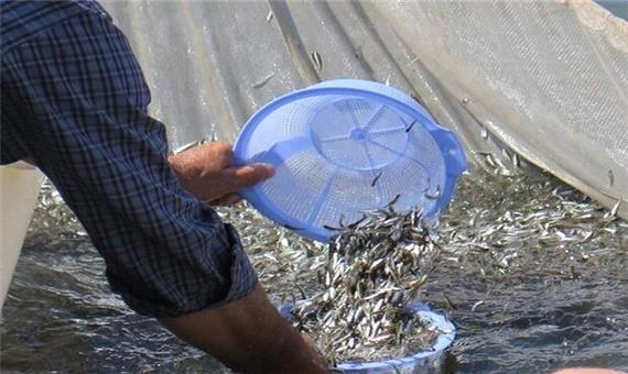 رهاسازی بیش از 67 میلیون قطعه ماهیان استخوانی و گرم آبی در گیلان