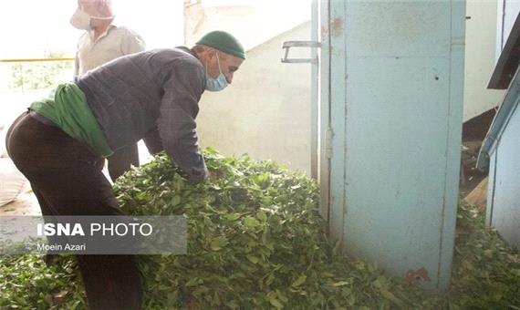 تولید بیش از 15 هزار تن چای خشک در کشور