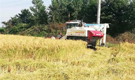 پایان برداشت خوشه‌های طلایی برنج در گیلان